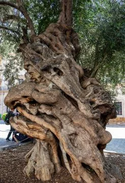The trunk of a very old olive tree in palma, mallorca, spain 스톡 사진