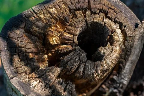 Trunk of a very old tree with dark hole inside, textured cut of wood Stock Photos