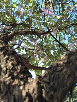 Trunk View of a Flowering Tree under Blue Sky Foto stock