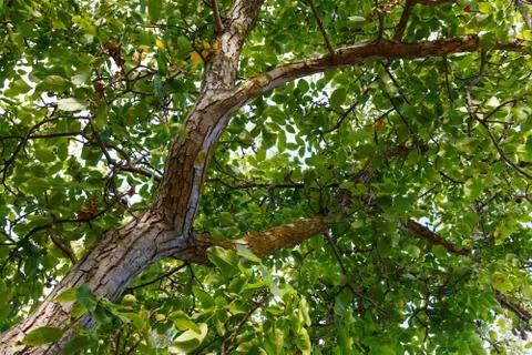 The trunk of a walnut. Stock Photos