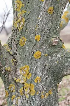 The trunk of a walnut tree covered with lichen. Texture. 스톡 사진