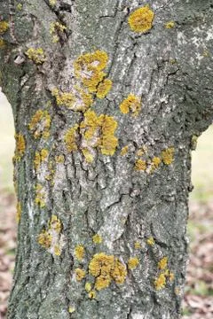 The trunk of a walnut tree covered with lichen. Texture. Stock-Fotos