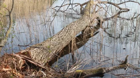 Trunk in the water Stock Footage 49960530