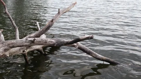 Trunk in the water. Video stock 246601226
