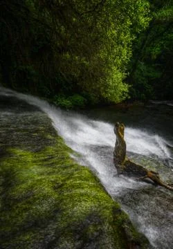 Trunk in a waterfall Stock Photos