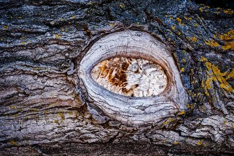 Trunk in which the shape of an eye can be seen Stock Photos