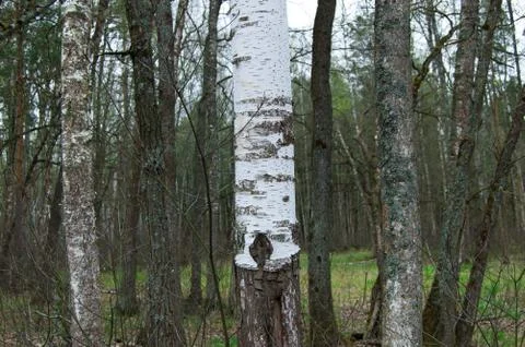 The trunk of the white birch Foto stock