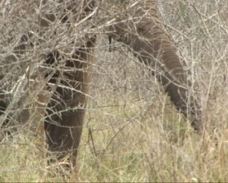Trunk of wild elephant foraging among thorns. Video stock 94871