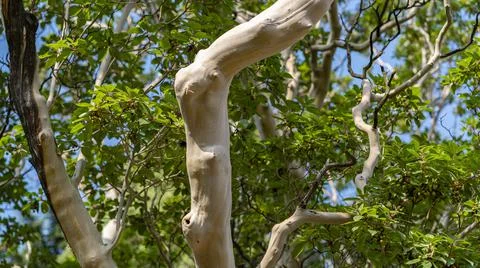 Trunk without bark. Natural background. Stock Photos