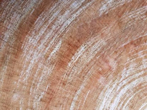 Trunk wood texture, natural pattern with light brown line background. Foto stock
