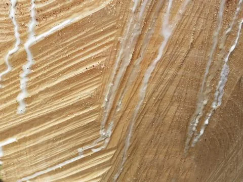 Trunk wood texture, natural pattern with light brown line background. Stock-Fotos