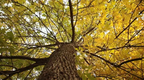 Trunk of the yellow tree Stock Footage 43397657