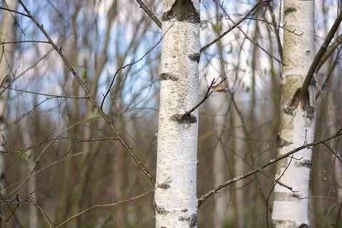 Trunk of a young birch close-up Stock Photos