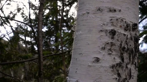 The trunk of a young birch trees in a summer forest Video stock 81029634