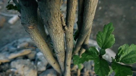 The trunk of the Young Flower Tree Stock-Footage 90332446