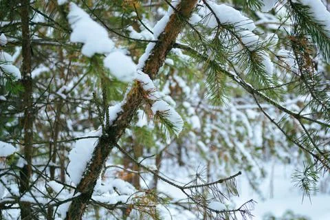 The trunk of a young pine tree and a branch with green needles Foto stock