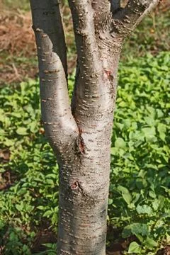 Trunk of a young plum tree Stock Photos