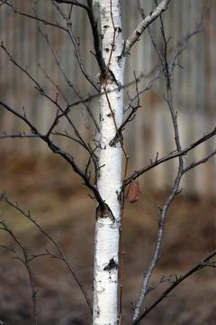 The trunk of a young small white birch is depicted on a blurred background. Stock Photos
