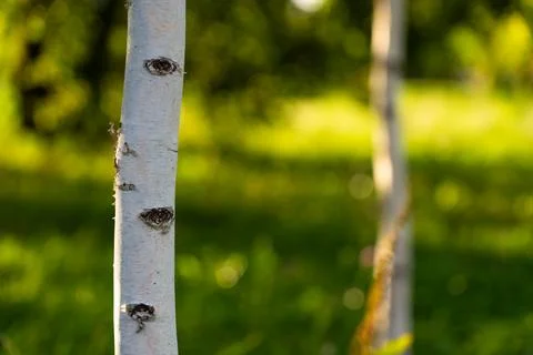 The trunk of a young, thin birch tree in the park. Birch grove Stock Photos