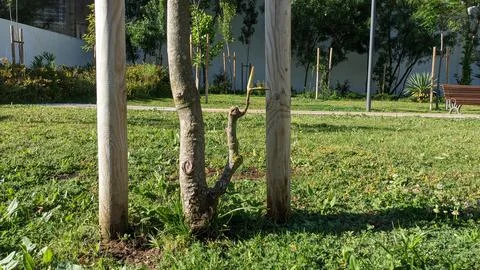 The trunk of the young tree and the support is a leveler for the tree that keeps Stock-Fotos