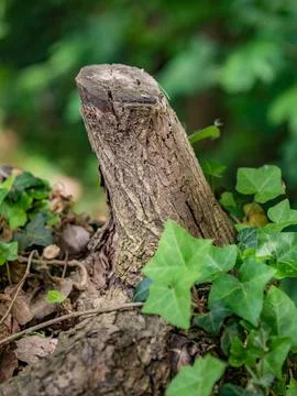 Trunk of young tree on dirt path in middle of forest 库存照片