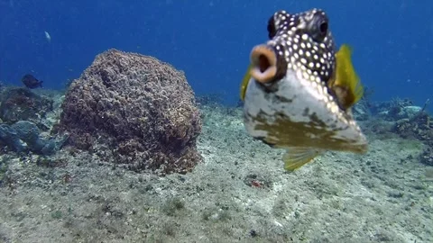 Trunkfish Approaching the Camera Stock Footage 321197357