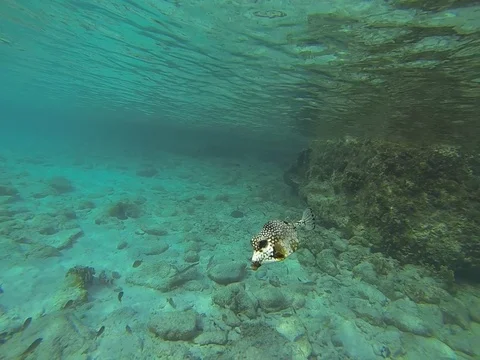 Trunkfish close up Stock Footage 103420929