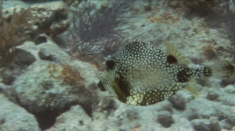 Trunkfish Stock Footage 718435