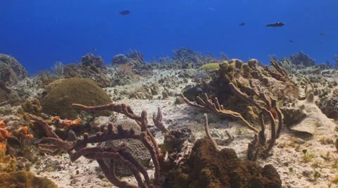 Trunkfish Stockbeeldmateriaal 7767185