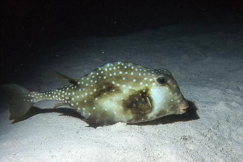 Trunkfish Stock Photos