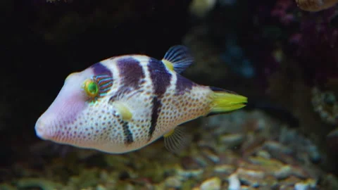 A trunkfish swimming Stock Footage 244336866