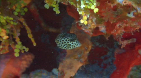 Trunkfish tiny tormentos 1 Stock Footage 721889