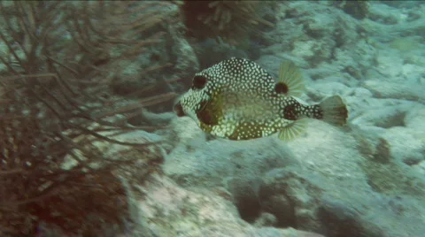 Trunkfish2 Stock Footage 718423