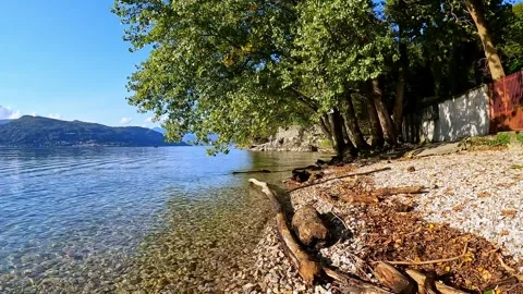 Trunks abandoned by the current on the beach of Lake Maggiore Stock Footage 311057452