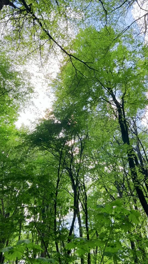 Trunks and branches of beech trees in a spring forest against the sky.  Stock-Footage 278155122