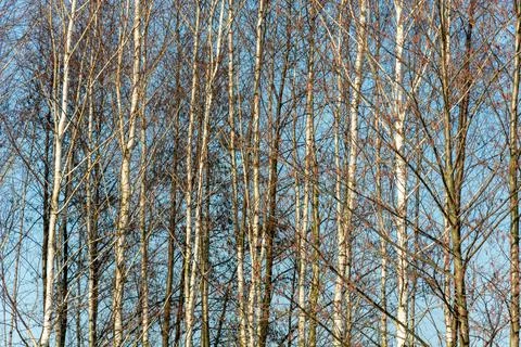 Trunks and branches of birches without leaves and sky Stock Photos
