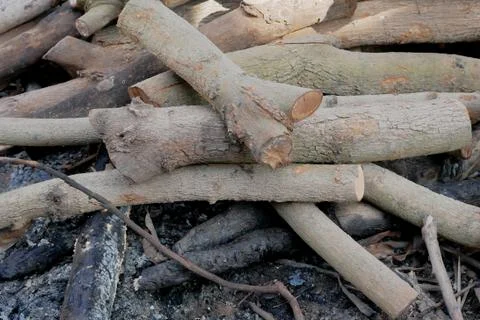 Trunks and branches for firewood Stock Photos