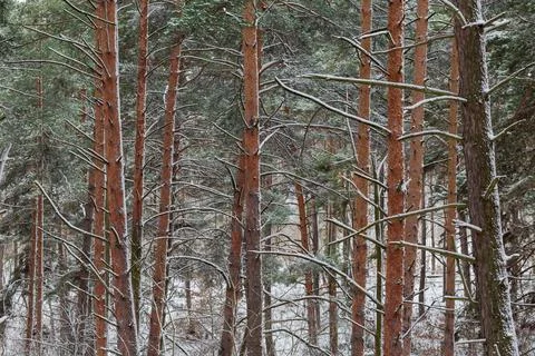 Trunks and branches of the pines in forest during snowfall Stockfoto's