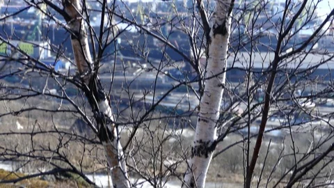 Trunks and branches of spring not blossoming birch against industrial zone. Stock Footage 83821916