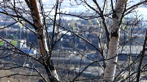Trunks and branches of spring not blossoming birch against the industrial zone. Stock Footage 83930268