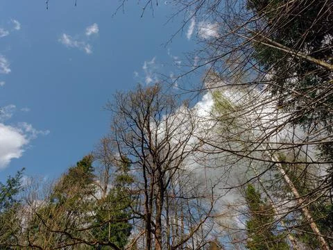 Trunks and branches of spring trees without leaves on a blue sky background Foto stock