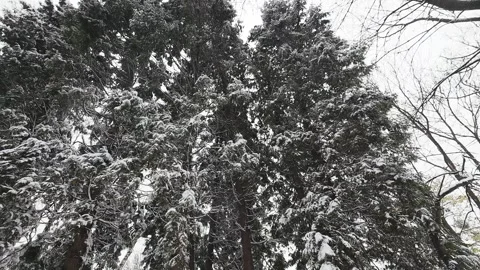 Trunks and branches of a Thuja occidentalis tree covered in snow in a park. Stock Footage 321828090