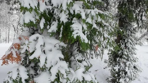 Trunks and branches of a Thuja occidentalis tree covered in snow in a park. Stock Footage 321828780