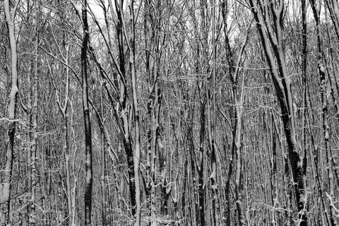 The trunks and branches of trees provide winter texture Stock Photos