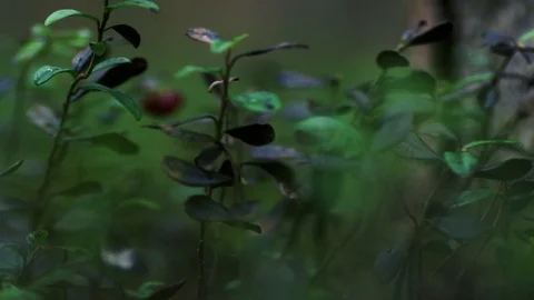 Trunks and brunches of trees in the early foggy morning Stock Footage 69861983