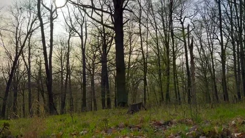 Trunks And Crowns Of Forest Trees Without Leaves With Magic Sky With Sun Stock Footage 270521160