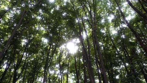 Trunks and dense green crowns of trees and sunlight Stock Footage 113353549