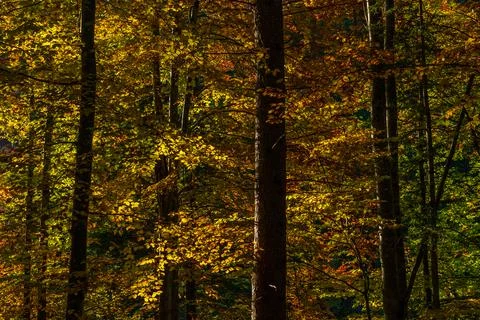 Trunks and foliage in a beech forest in autumn at dusk. The leaves of the beech Stock Photos