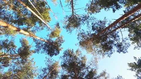 Trunks and tops of pine trees against the sky. Stock Footage 152175577