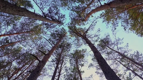 Trunks and tops of trees against the sky Stock Footage 107810732